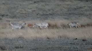 Coyotes at Bison Calving Plains -Grasslands National Park - explore.org