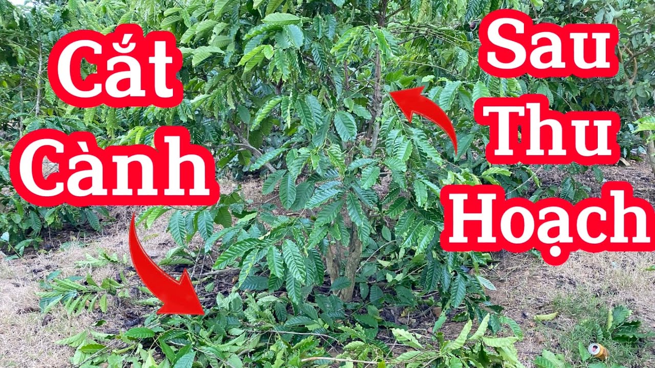 Cách cắt cành cho cây cà phê sau khi thu hoạch.