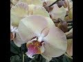 Орхидеи: Мандала(Phalaenopsis Mandala) моя давняя хотелка!