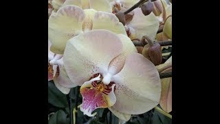 Орхидеи: Мандала(Phalaenopsis Mandala) моя давняя хотелка!