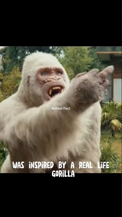 Snowflake | The albino gorilla is the only one in the world