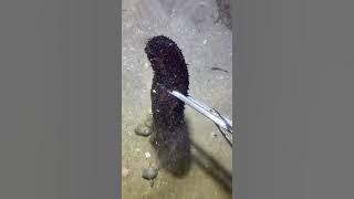 LIVE🔴-I catching seafood on the seafloor. Look what I caught.-Z927-4#fishing #ocean #deepsea #beach
