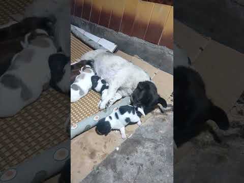 Mother of a stray dog, breastfeeding the baby, licking the urine, touching……