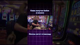 Каша вииграл много мопсов #юмор #каша #паштет #мопс