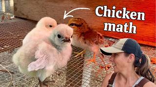 We Went to the Farm Store... then Chicken Math Happened