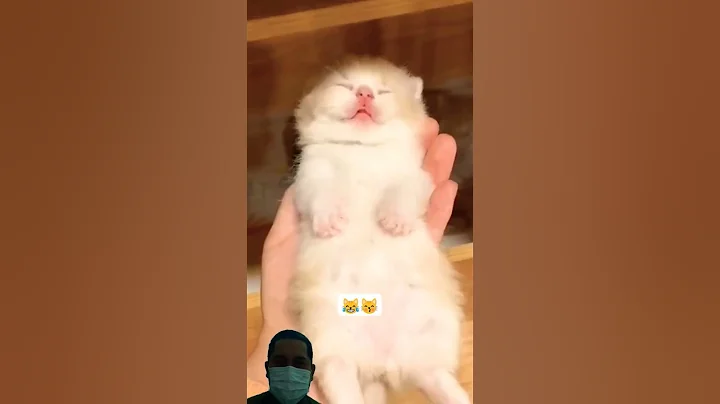 Watch the video about Cat in Action #cat #kitten #cute #kitty #cutecathere #pets #funny #kittycat #catvideos #kucing