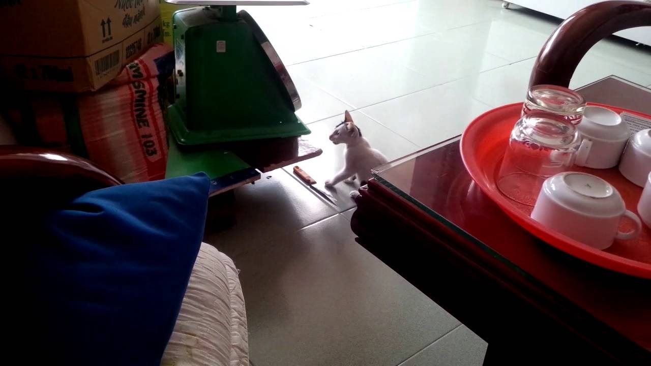 Making cat startle YouTube