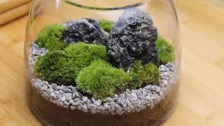 苔蘚生態瓶製作 How to make your own terrarium Ecoasis 生態綠洲