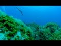 ALISIOS EXPERIENCES - SUBMARINISMO (EL HIERRO)