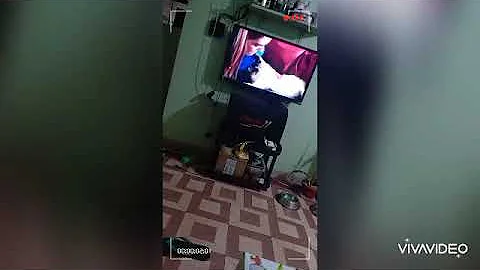 Watch the video about British shorthair x persian ( super playful )