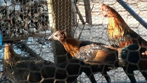 Me nyuam qaib qus pom ib zoo nkauj