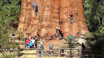 The Biggest Tree On Earth Is Bigger Than You