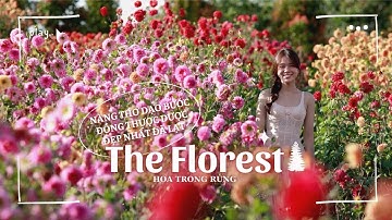 Nàng thơ dạo bước vườn hoa đẹp nhất Đà Lạt mùa này I The Florest - Hoa Trong Rừng