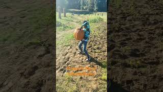 Pumpkin Patch 🎃 #reels #daddyduties