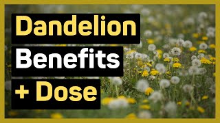 13 Dandelion Benefits to IMPROVE Your Health