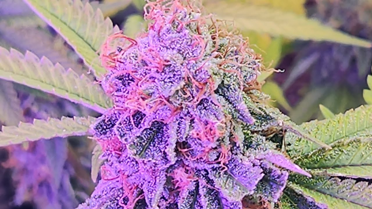 Master Growers Unite 