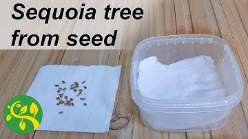 I try to grow Sequoia tree from seed - Episode 1 - Stratification