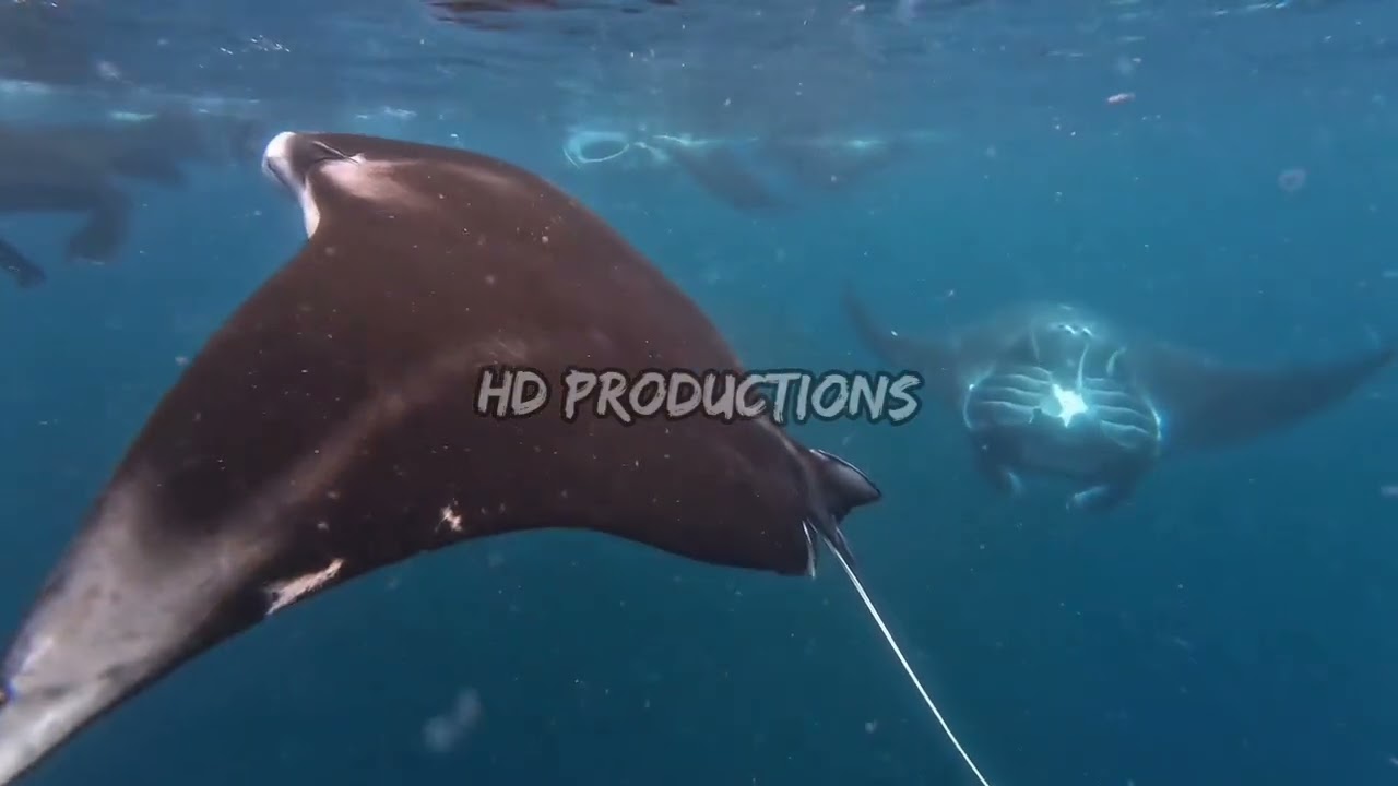 Красота коралловых рифов в морях Индонезии 6 #asmr #relaxing #beauty #coralreef #indonesia #sea