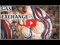 Gas Exchange in Lungs Physiology Video Animation - MADE EASY