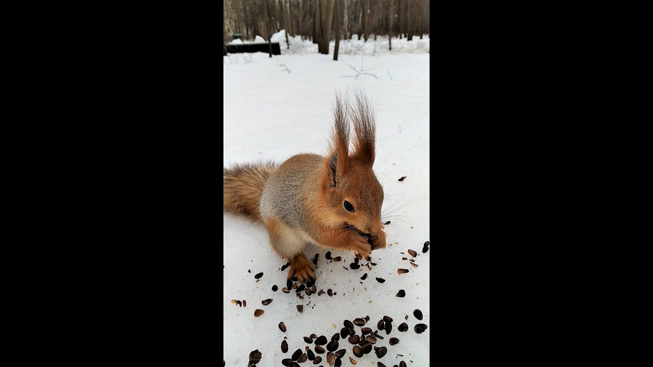 Две голодные белки / Two hungry squirrels