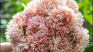 Harvesting China Asters (Callistephus chinensis)