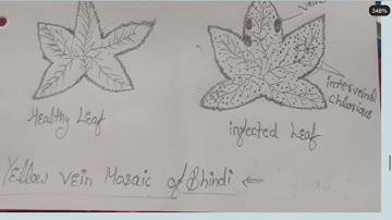 Botany Practical File Work: Viral, Fungal & Algal Diseases Explained (Crucial Viva Topics),#trending