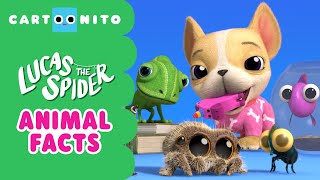 Animal Facts | Lucas the Spider | Cartoonito