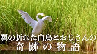 天海祐希、映画初ナレーション！翼の折れた白鳥と”おじさん”の奇跡の物語／映画『私は白鳥』特報