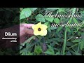 Abelmosk (Abelmoschus moschatus) - part 2