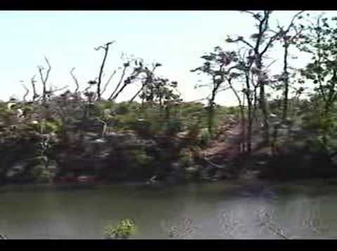 Rookery at High Island Texas - YouTube