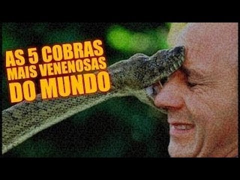 Top 5 As Cobras Mais Venenosas do mundo