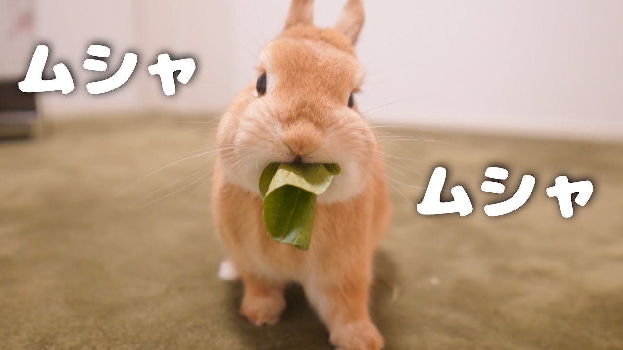 大嫌いな爪切り後の小松菜は激ウマで一気食いするウサギがこちら【No