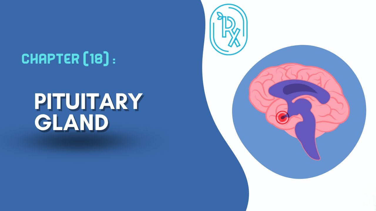 مراجعة الفسلجة المركزة - Chapter 18 : Pituitary gland