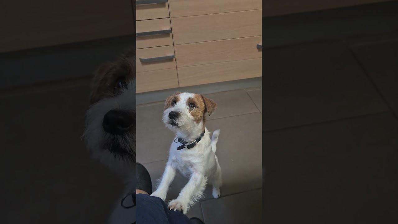 Io&Spritz #puppy #cutedog #videodivertenti #dogshorts