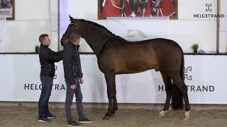 Revolution by Rocky Lee / Rouletto – stallion born 2013 (ENG)
