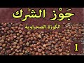 جوز الشرك العشبة الأولى من السلسلة التعريفية بالأعشاب المستوردة في المغرب الكوزة الصحراوية 
