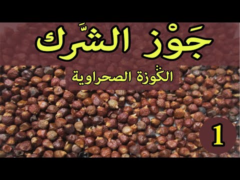 جوز الشرك العشبة الأولى من السلسلة التعريفية بالأعشاب المستوردة في المغرب الكوزة الصحراوية