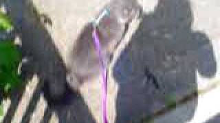 Zara - Goes For A Walk