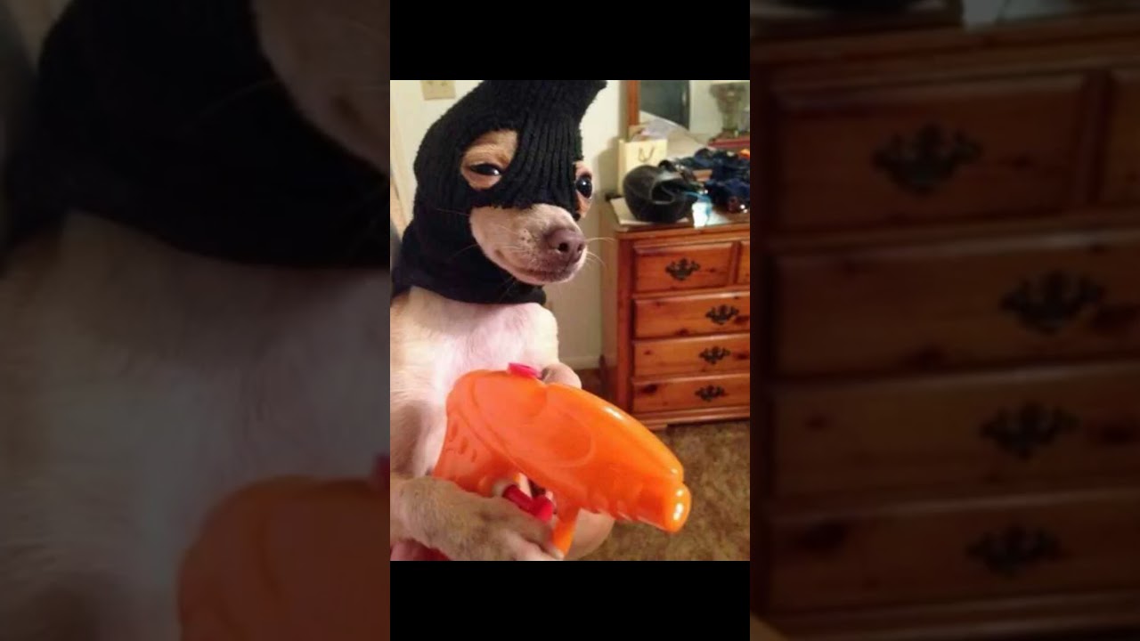 Cursed dogs image 23 