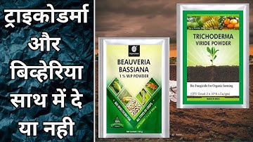 ट्राइकोडर्मा और बिव्हेरिया साथ में दे या नही । Trichoderma । beauveria  bassiana