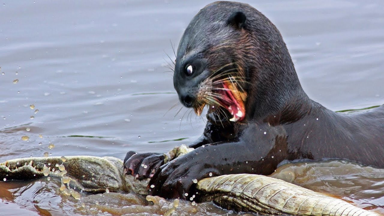 Giant River Otters – Fearless animals capable of killing Apex predators – Wild and Domestic