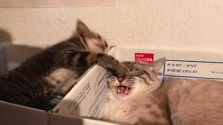 Watch the video about New Funny Animals 🐧 - Try not to laugh CATS And DOGS Video Compilation 😺🐶 #354