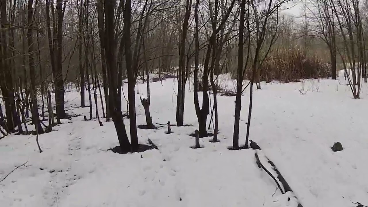 Охота на зайца - косой перемудрил 