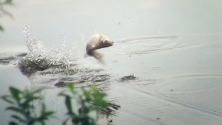 [Школа рыболова] - Ловля карася весной (часть 2)