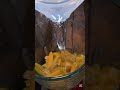 refresco de carambola