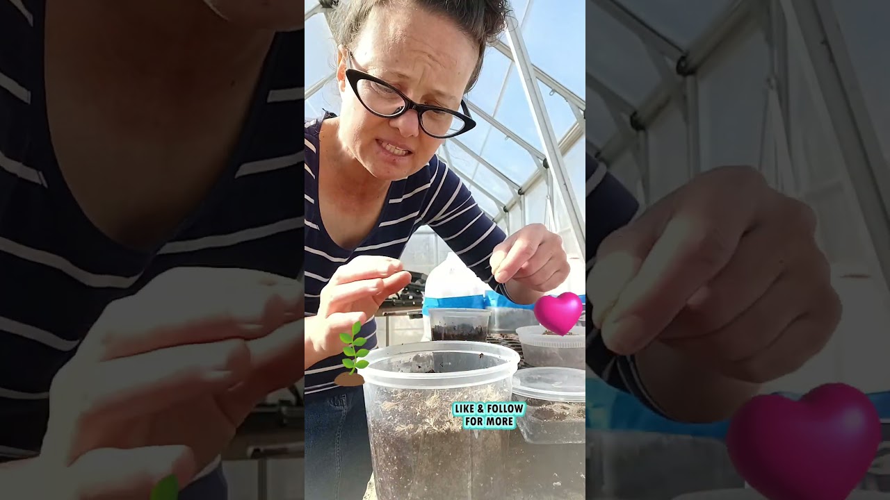 Выращивание трав из семян — подсластитель стевия. 