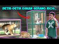 DETIK-DETIK ESHAN DILEPAS DARI KANDANG!! Ricis Diserbu.. || @Alshad Ahmad