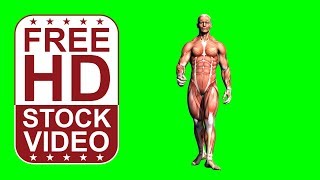 Free Stock Videos β human body muscular system 3D model walking front view 3D animation