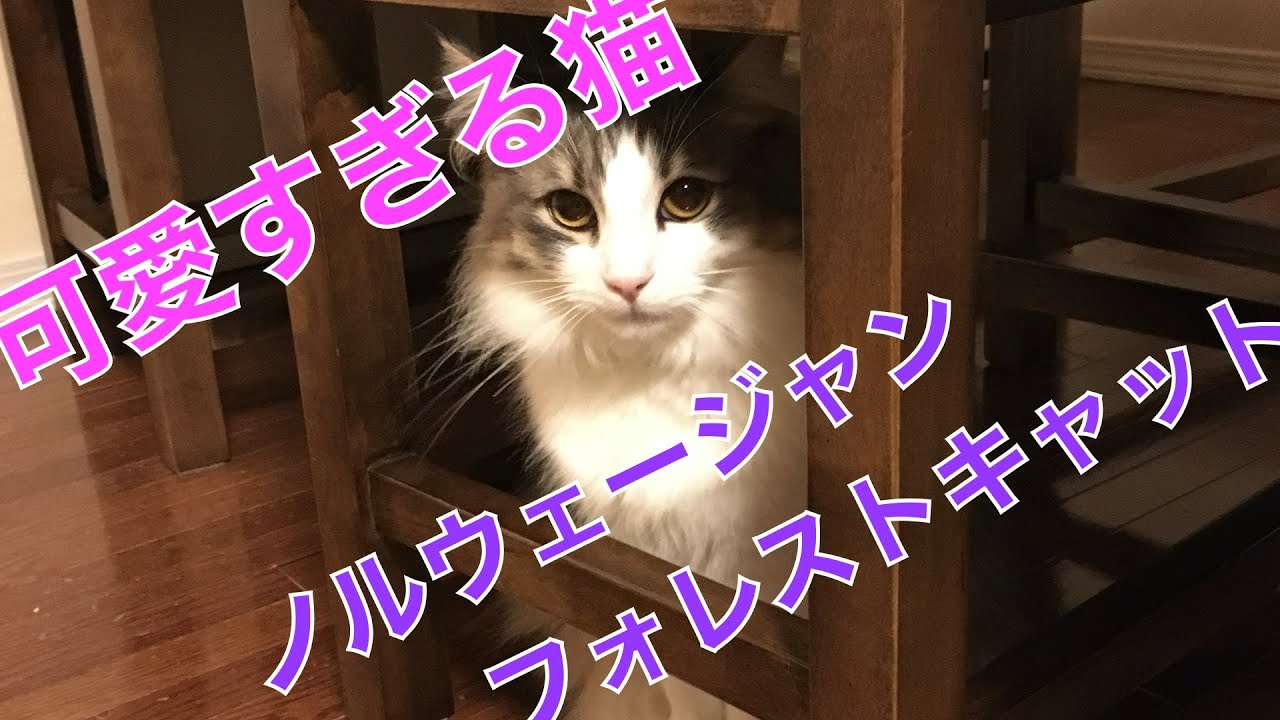 かわいい猫 可愛すぎる猫 ノルウェージャンフォレストキャット Youtube かわいい猫 可愛すぎる猫 ノルウェージャンフォレストキャット Youtube