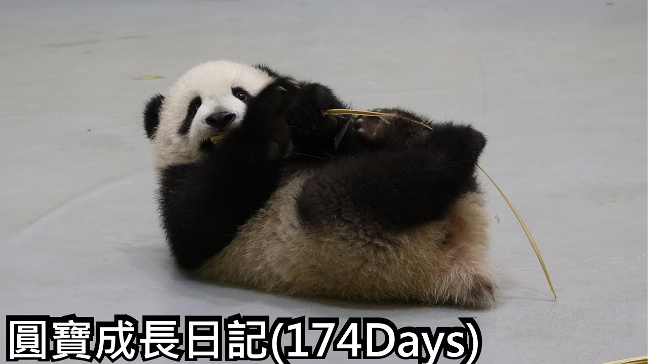 圓寶成長日記(174Days)